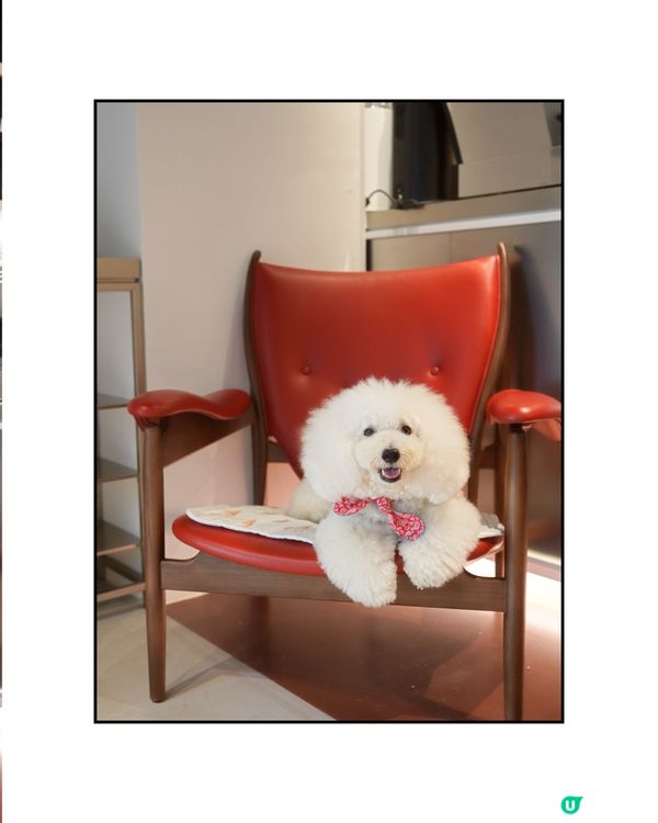 新開韓風咖啡店☕️ 奴才帶你去🐶😋