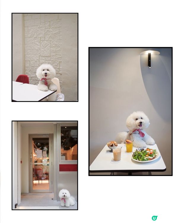 新開韓風咖啡店☕️ 奴才帶你去🐶😋