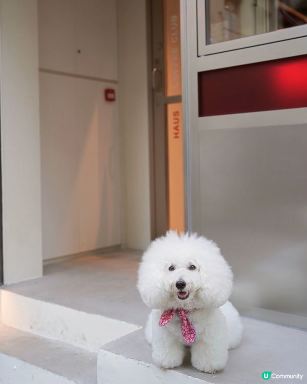 新開韓風咖啡店☕️ 奴才帶你去🐶😋