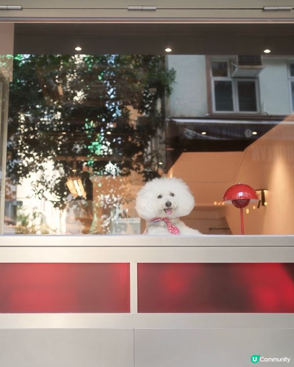 新開韓風咖啡店☕️ 奴才帶你去🐶😋