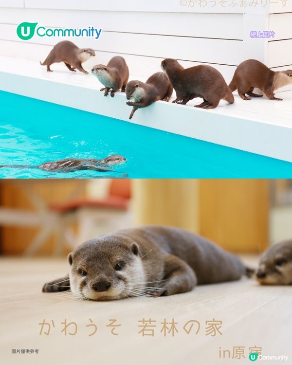 日本cafe 2025｜7間東京動物cafe推介 與超萌水獺/土撥鼠/薩摩耶互動