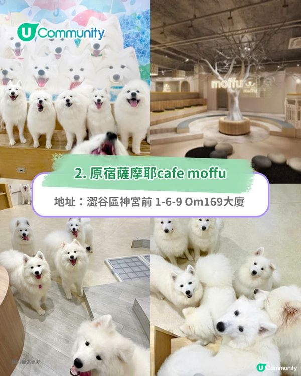 日本cafe 2025｜7間東京動物cafe推介 與超萌水獺/土撥鼠/薩摩耶互動