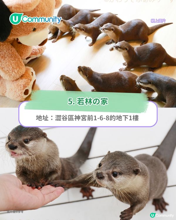 日本cafe 2025｜7間東京動物cafe推介 與超萌水獺/土撥鼠/薩摩耶互動