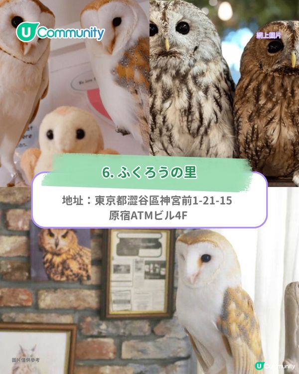 日本cafe 2025｜7間東京動物cafe推介 與超萌水獺/土撥鼠/薩摩耶互動