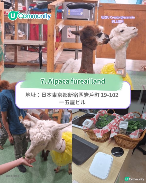 日本cafe 2025｜7間東京動物cafe推介 與超萌水獺/土撥鼠/薩摩耶互動