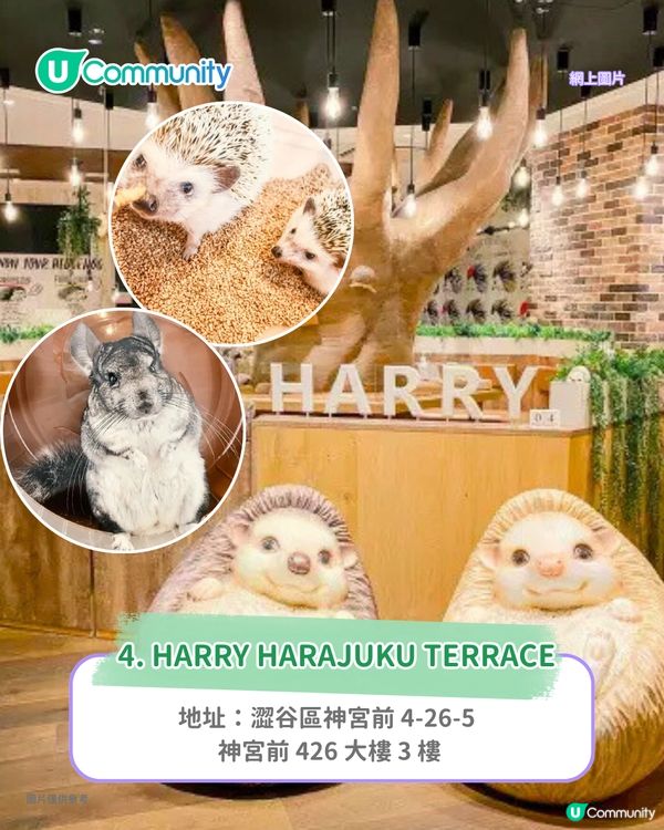 日本cafe 2025｜7間東京動物cafe推介 與超萌水獺/土撥鼠/薩摩耶互動