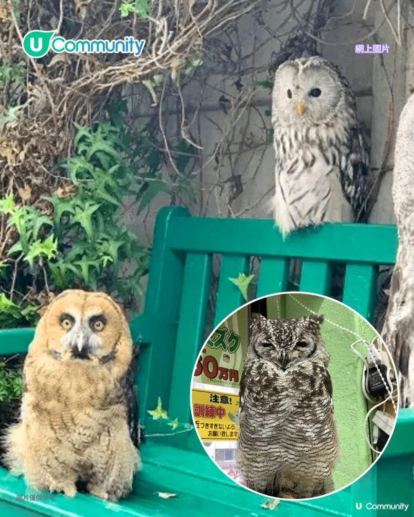 日本cafe 2025｜7間東京動物cafe推介 與超萌水獺/土撥鼠/薩摩耶互動