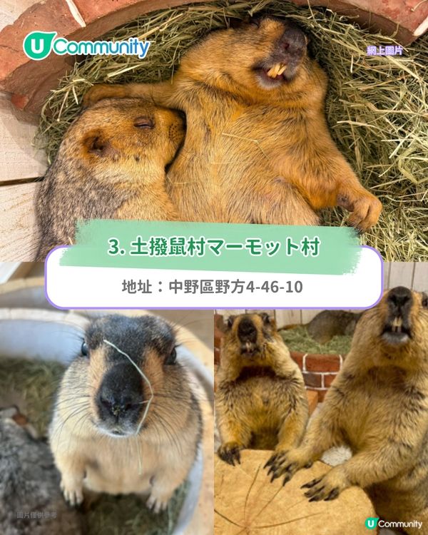 日本cafe 2025｜7間東京動物cafe推介 與超萌水獺/土撥鼠/薩摩耶互動