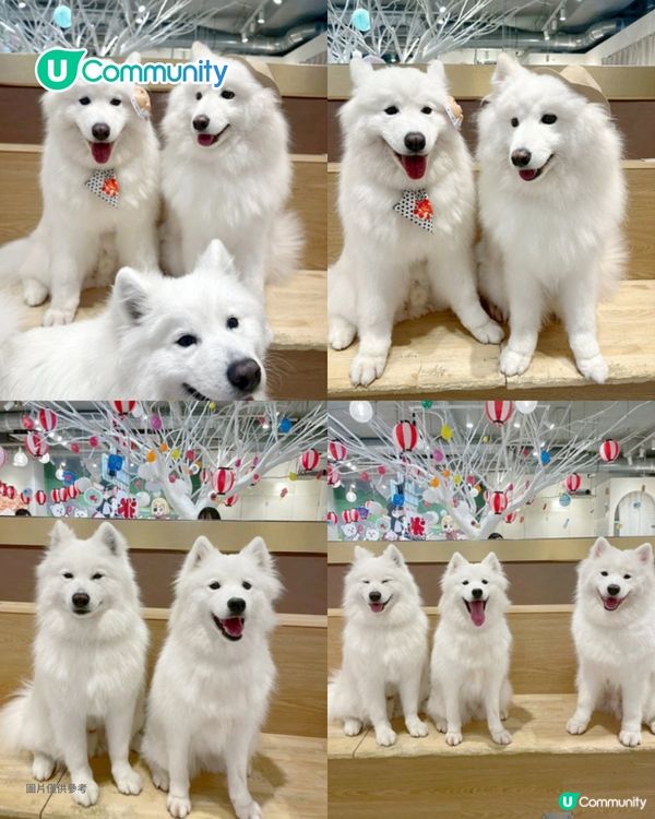 日本cafe 2025｜7間東京動物cafe推介 與超萌水獺/土撥鼠/薩摩耶互動