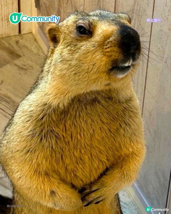 日本cafe 2025｜7間東京動物cafe推介 與超萌水獺/土撥鼠/薩摩耶互動