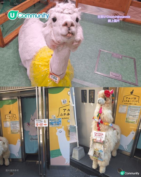 日本cafe 2025｜7間東京動物cafe推介 與超萌水獺/土撥鼠/薩摩耶互動