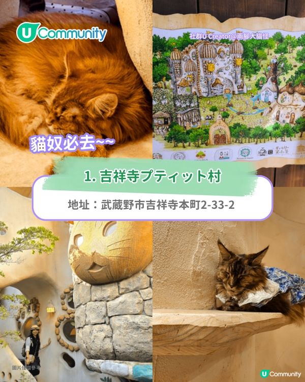 日本cafe 2025｜7間東京動物cafe推介 與超萌水獺/土撥鼠/薩摩耶互動