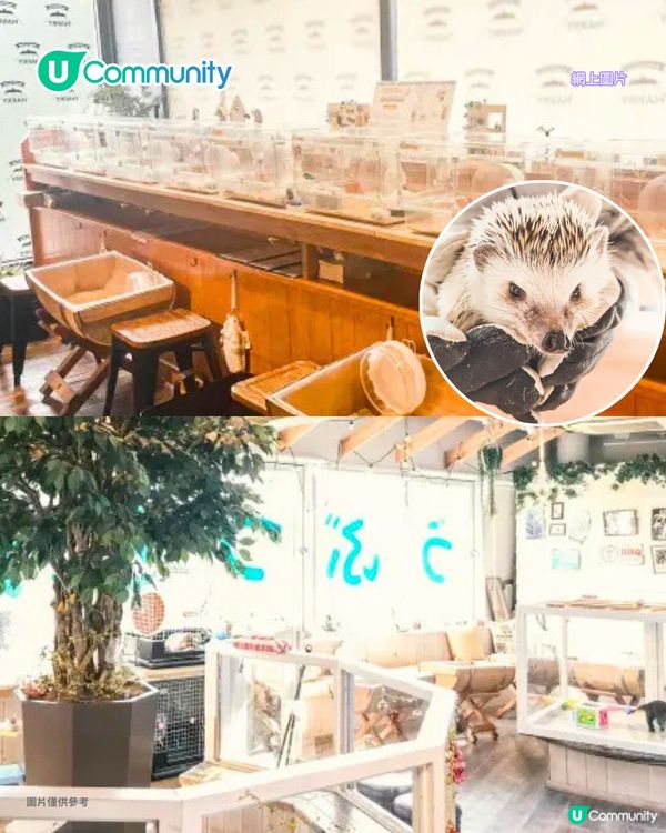 日本cafe 2025｜7間東京動物cafe推介 與超萌水獺/土撥鼠/薩摩耶互動