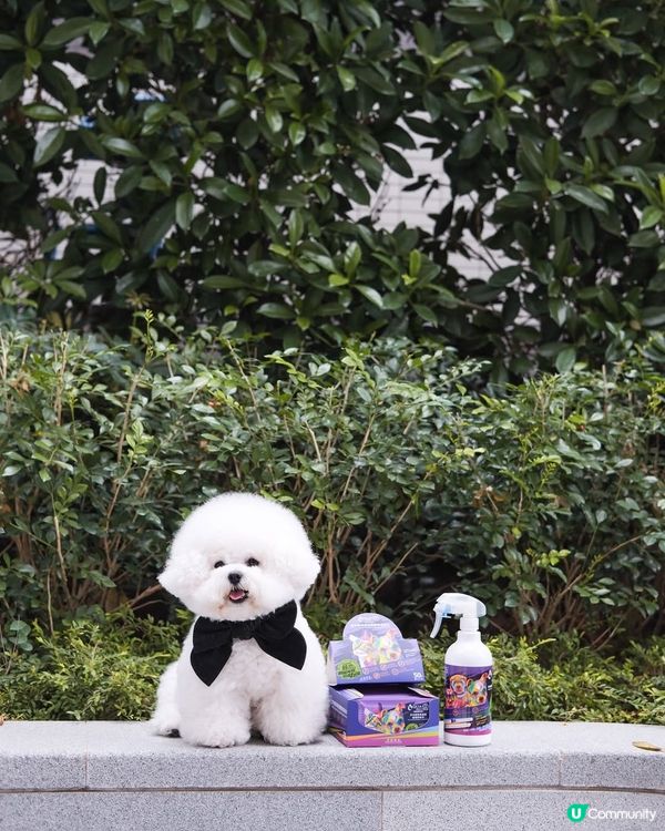 【狗主必睇🐾】毛孩品牌活動體驗招募 x 日常分享📸✨！