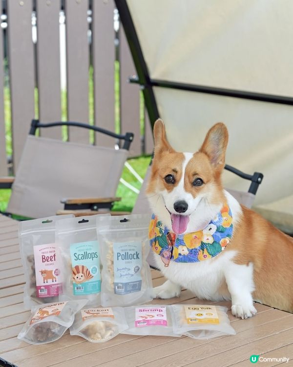 【狗主必睇🐾】毛孩品牌活動體驗招募 x 日常分享📸✨！