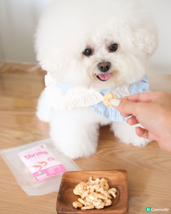 【狗主必睇🐾】毛孩品牌活動體驗招募 x 日常分享📸✨！