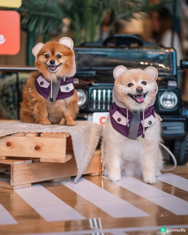 狗狗必備衣服CAMPING BEAR🐻一齊去冒險啦