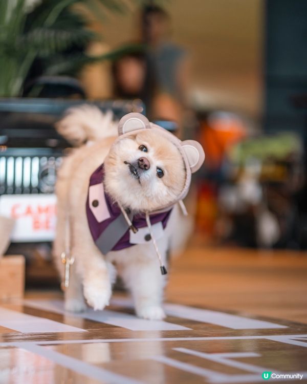 狗狗必備衣服CAMPING BEAR🐻一齊去冒險啦