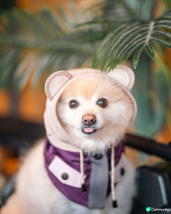 狗狗必備衣服CAMPING BEAR🐻一齊去冒險啦