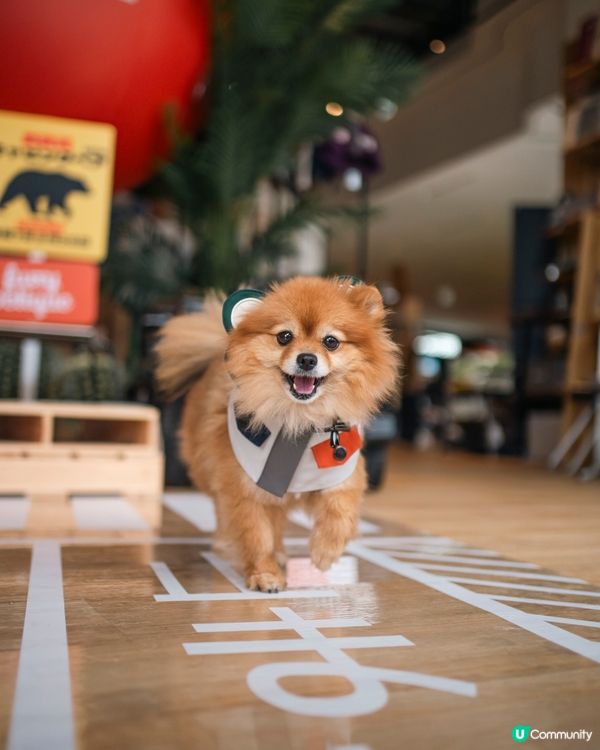 狗狗必備衣服CAMPING BEAR🐻一齊去冒險啦