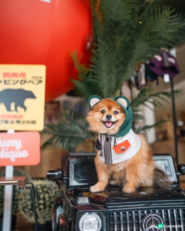 狗狗必備衣服CAMPING BEAR🐻一齊去冒險啦