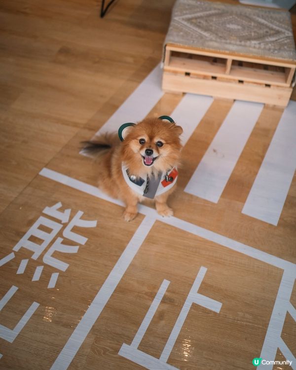 狗狗必備衣服CAMPING BEAR🐻一齊去冒險啦