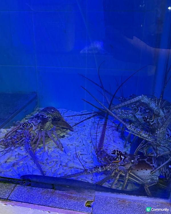 太子海鮮蒸鍋🔥$398超抵食！海鮮控必去！😋