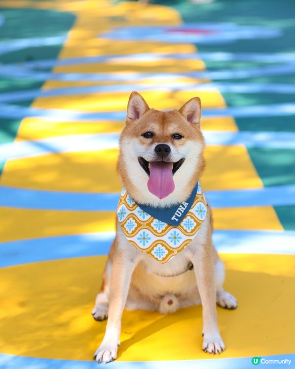 全新 💫！西九寵物俱樂部🌟