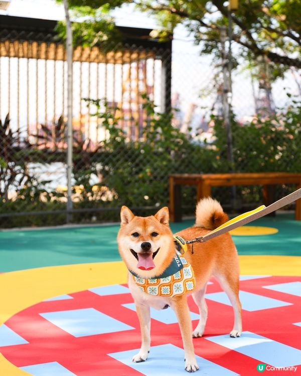 全新 💫！西九寵物俱樂部🌟