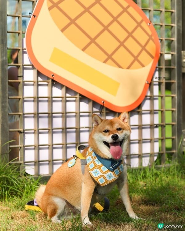 全新 💫！西九寵物俱樂部🌟