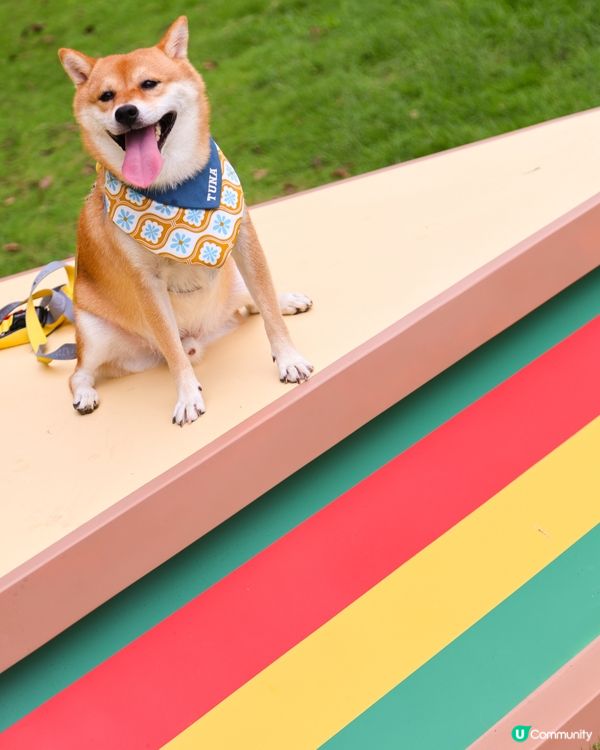 全新 💫！西九寵物俱樂部🌟