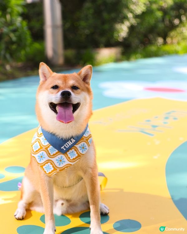 全新 💫！西九寵物俱樂部🌟