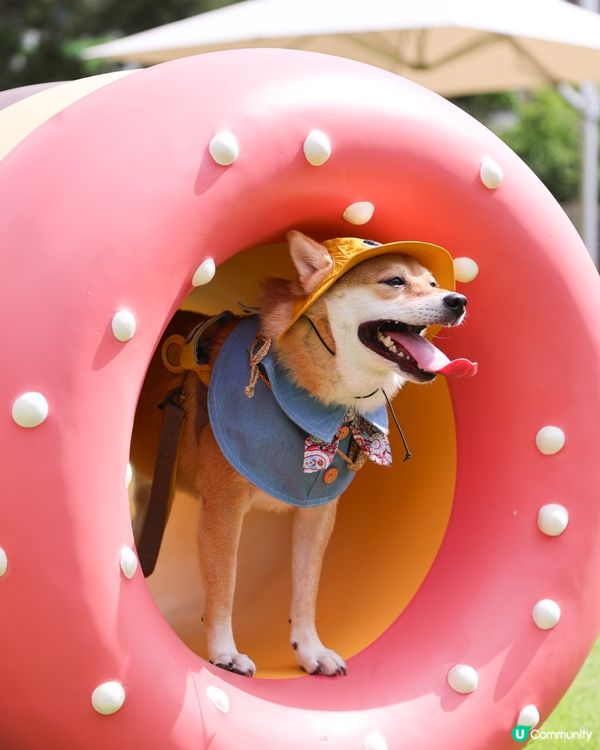 全新 💫！西九寵物俱樂部🌟