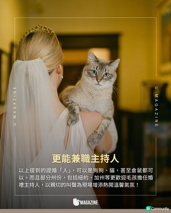 美國狗狗可以為主人證婚？ 29個州份准許毛孩為婚姻作證