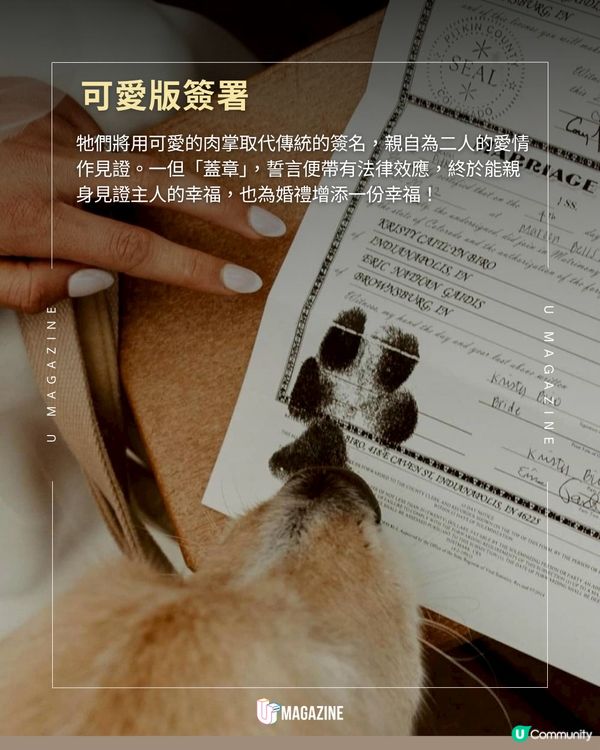 美國狗狗可以為主人證婚？ 29個州份准許毛孩為婚姻作證