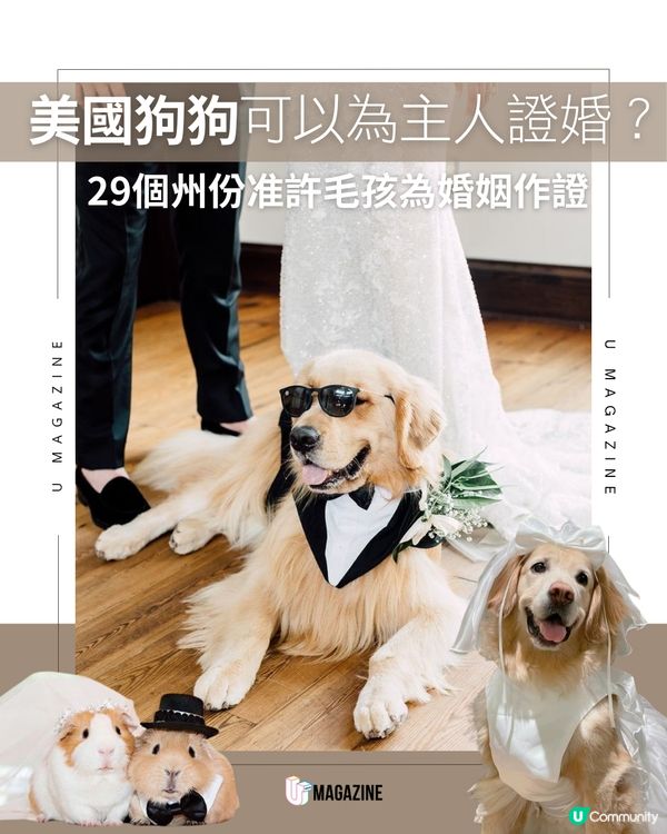 美國狗狗可以為主人證婚？ 29個州份准許毛孩為婚姻作證