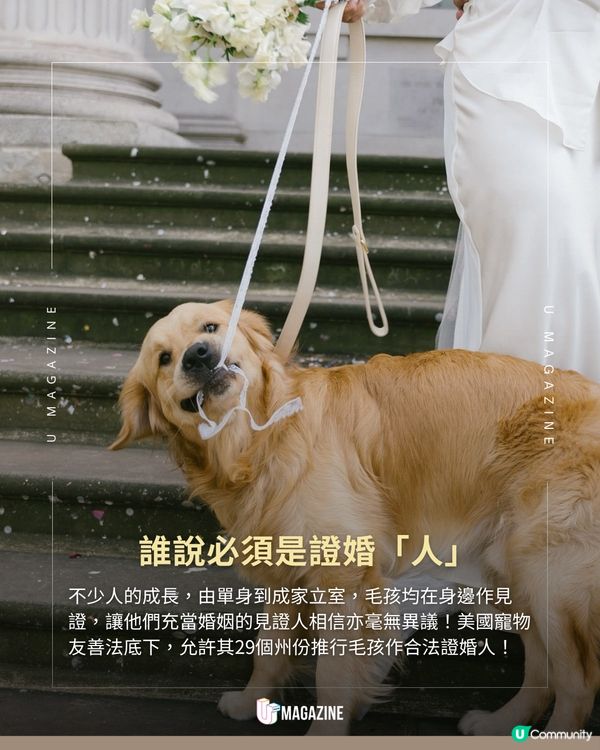 美國狗狗可以為主人證婚？ 29個州份准許毛孩為婚姻作證