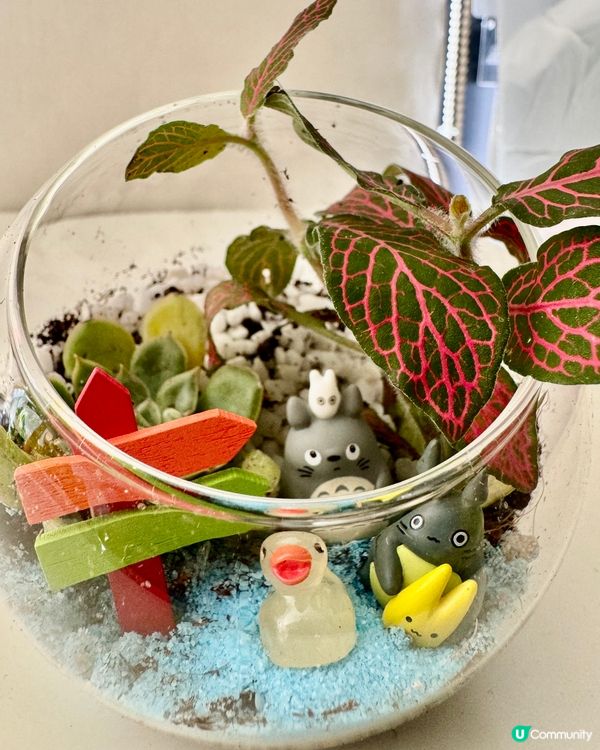 DIY 龍貓盆栽🪴