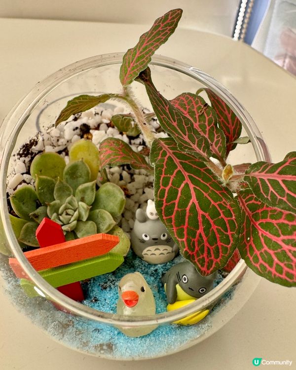 DIY 龍貓盆栽🪴