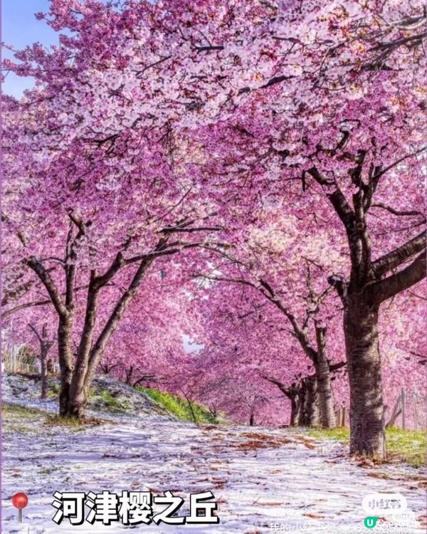 伊豆9大必玩景點