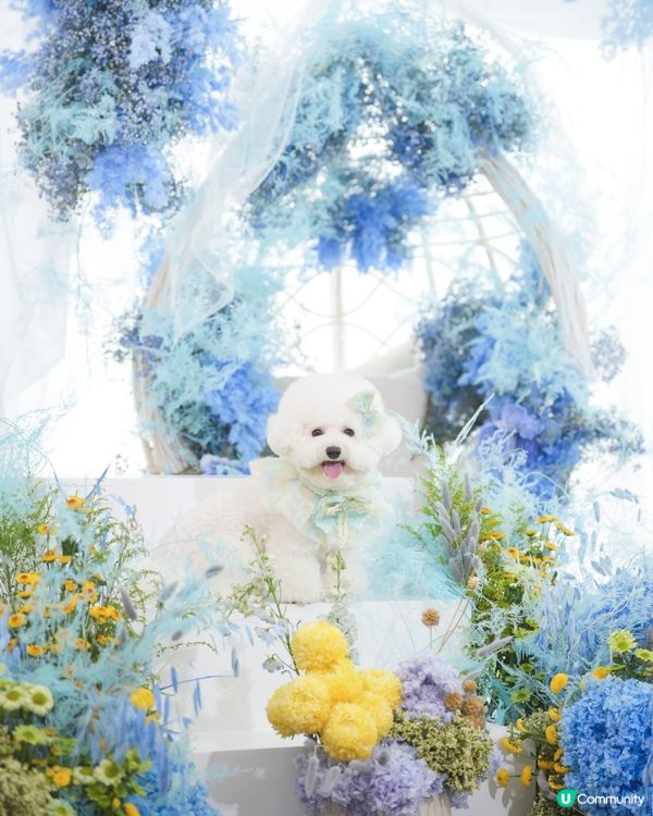 精緻小狗🐶
