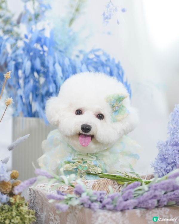 精緻小狗🐶