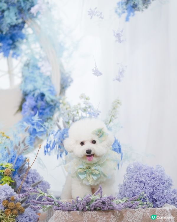 精緻小狗🐶