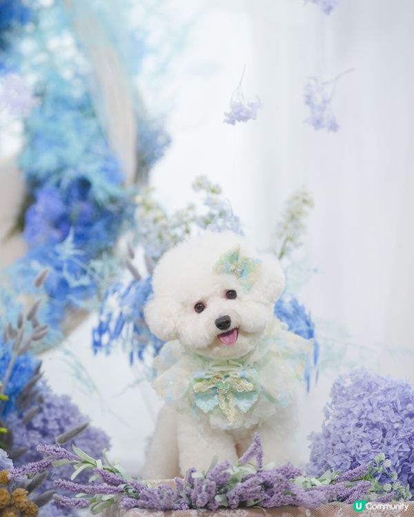 精緻小狗🐶