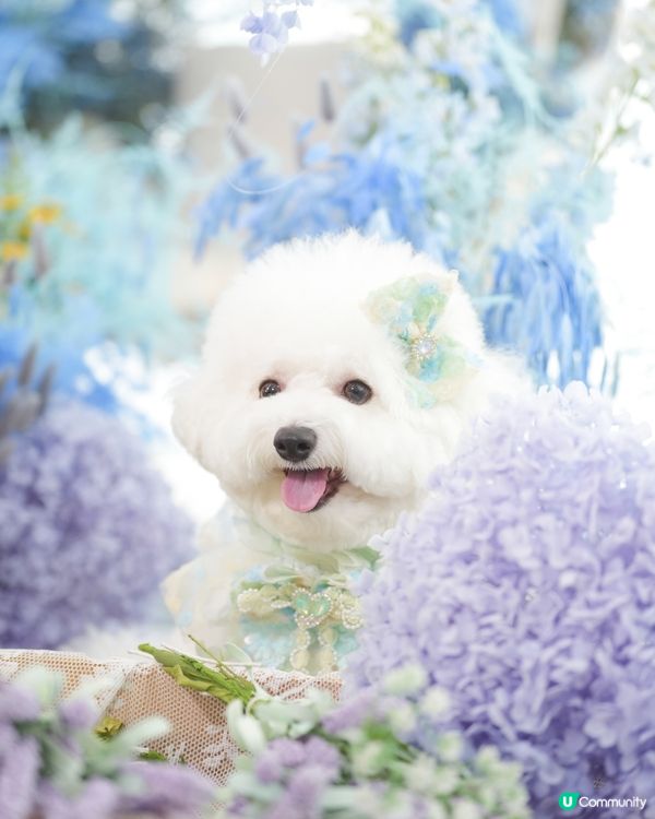 精緻小狗🐶
