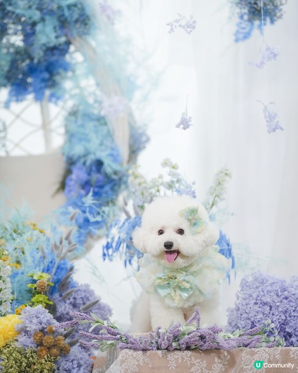精緻小狗🐶