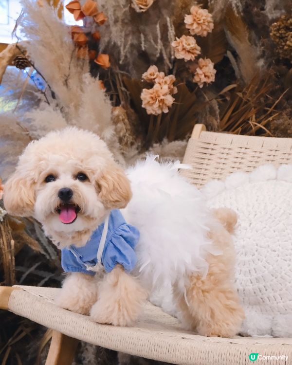 波希米亞風寵物有善Cafe🥞