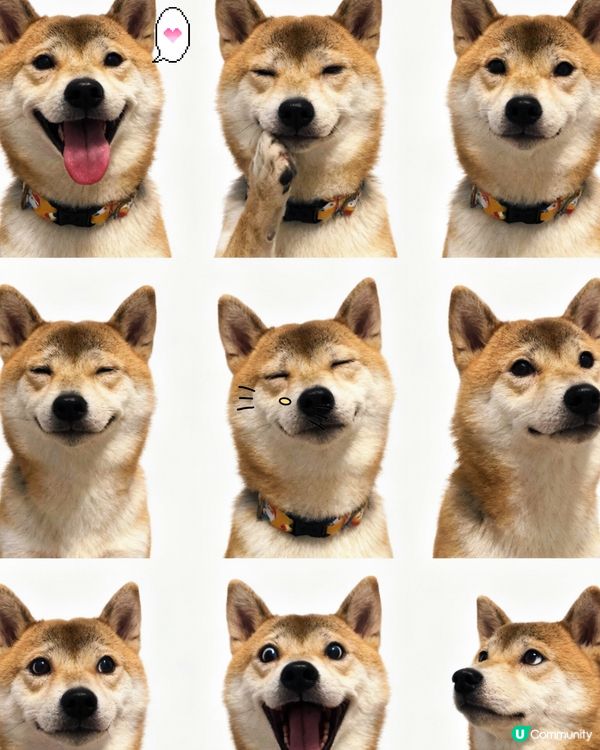 狗狗🐾九宮格