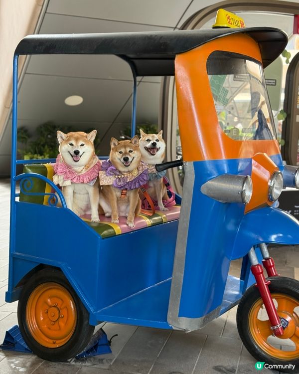 / 帶毛孩食渡假風泰菜 \