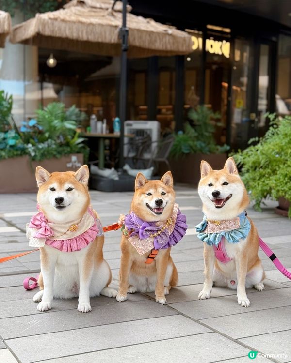 / 帶毛孩食渡假風泰菜 \